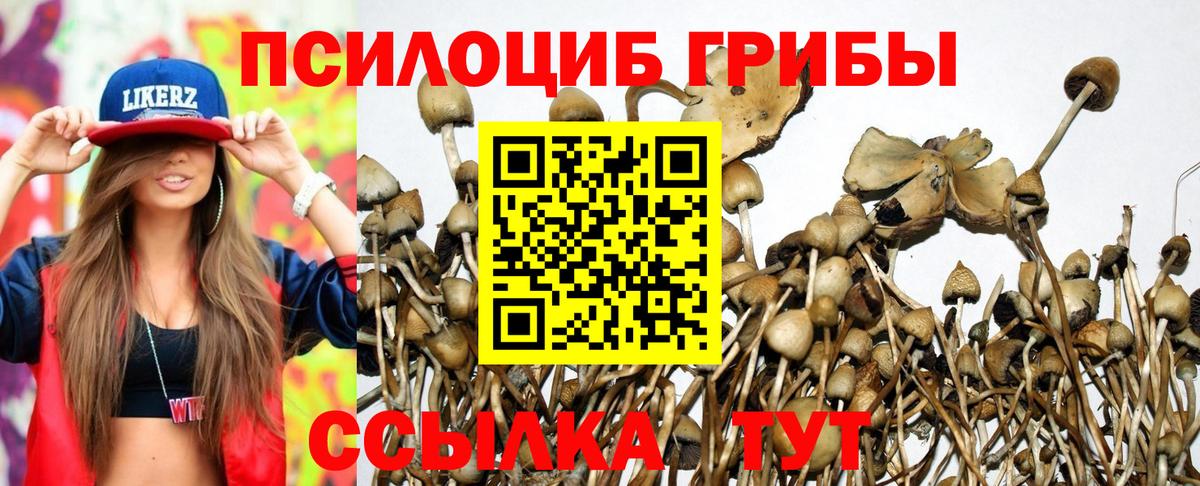Галлюциногенные грибы Psilocybe Кострома